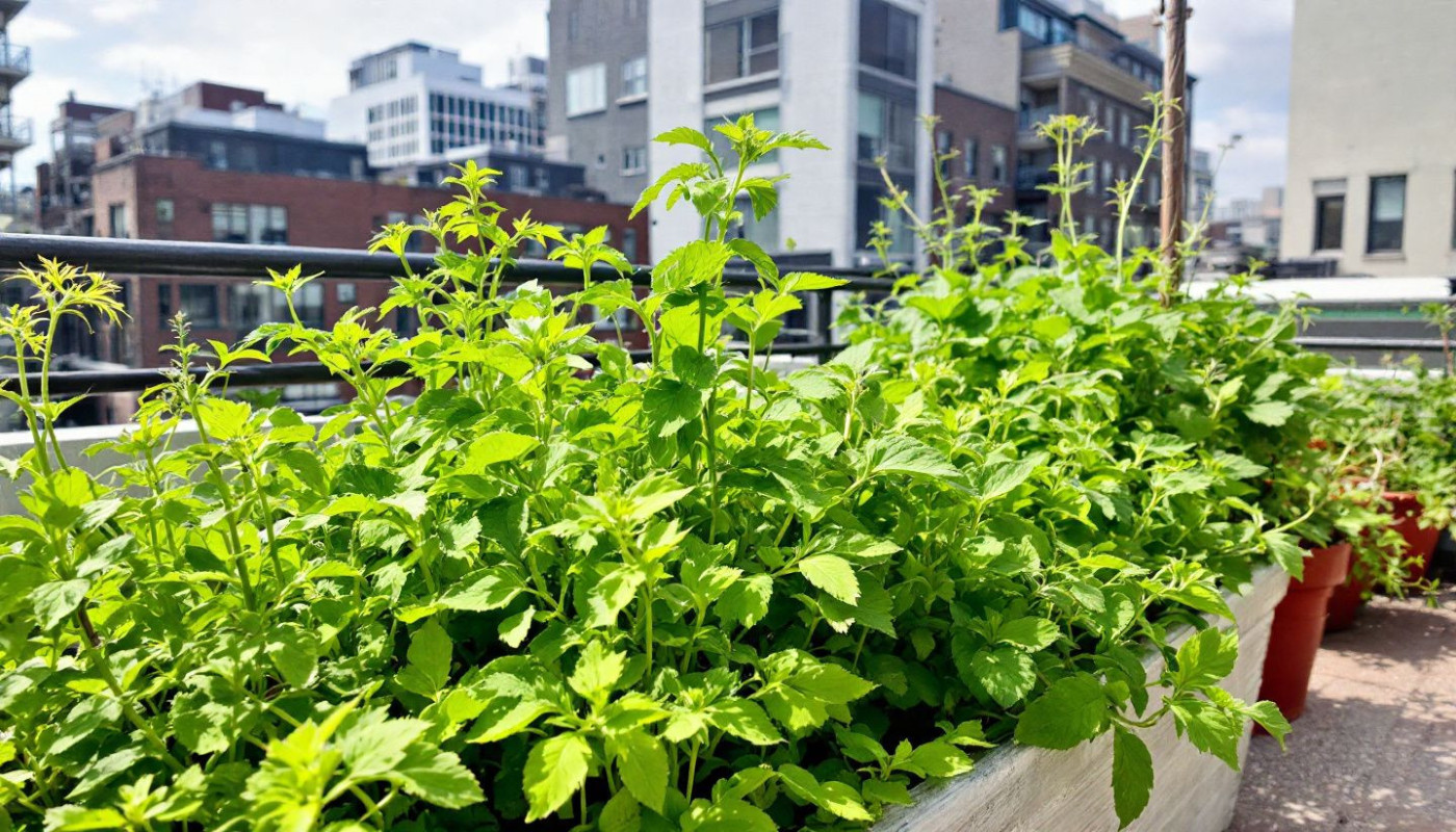 Création d'un potager vertical en milieu urbain sélection des cultures et conseils d'entretien